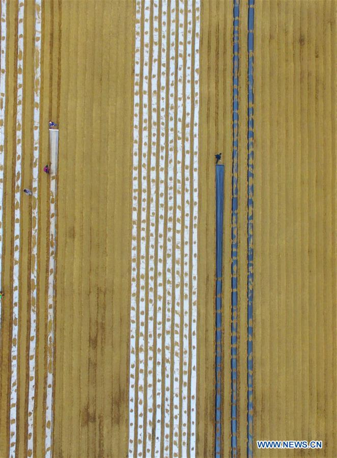 #CHINA-JINGZHE-FARM WORK (CN)