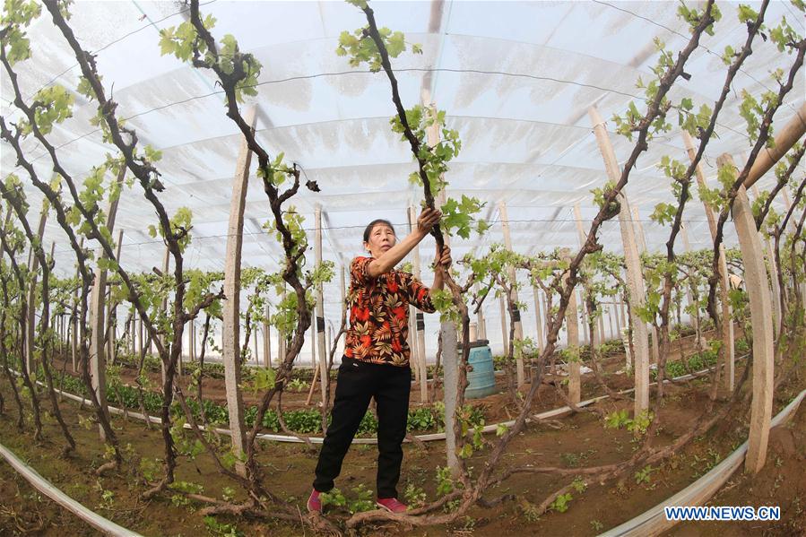 CHINA-SPRING-FARM WORK (CN)