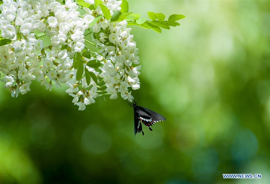 CHINA-SHANGHAI-NATURE-BUTTERFLY (CN)