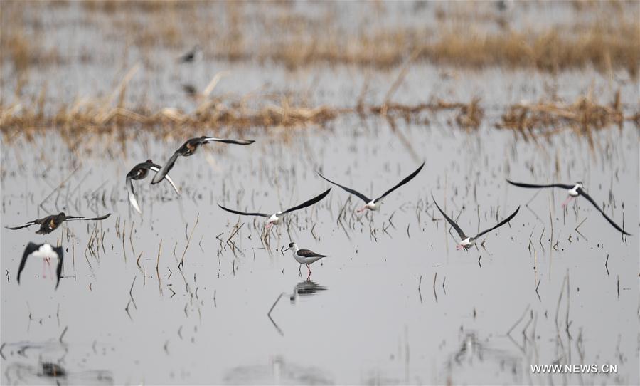 CHINA-INNER MONGOLIA-HOHHOT-MIGRATORY BIRDS(CN)