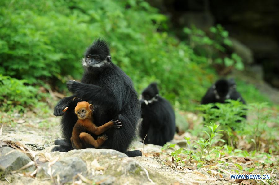 #CHINA-GUIZHOU-FRANCOIS'S LANGUR (CN*) 