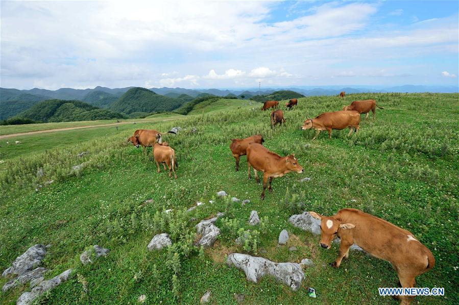 #CHINA-HUBEI-GRASSLAND (CN)