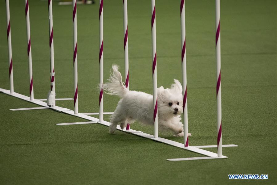 U.S.-NEW YORK-DOG-AGILITY COMPETITION