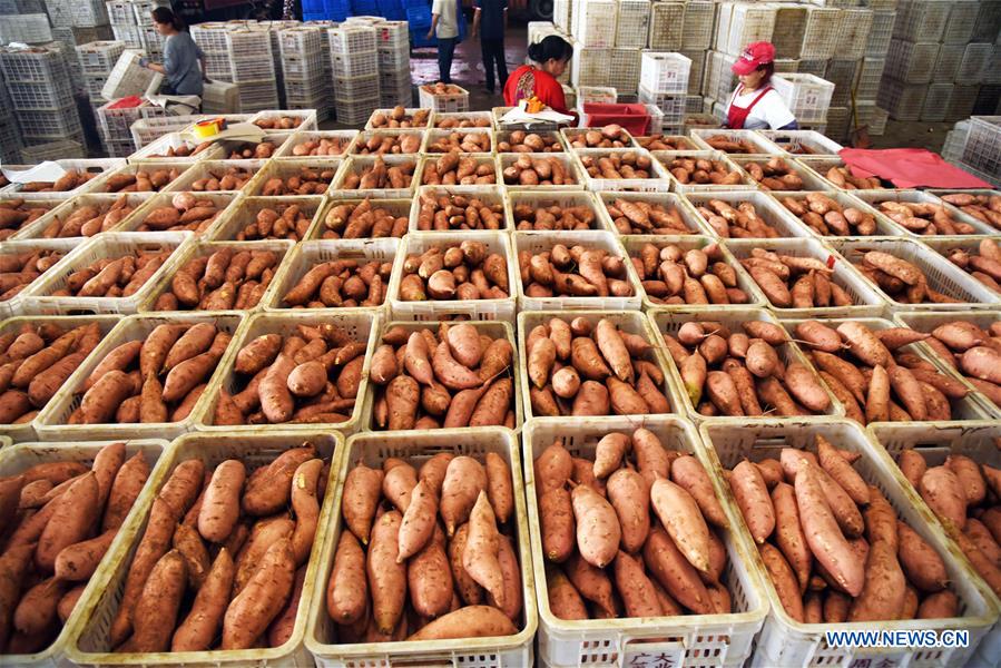 CHINA-SHANDONG-SHOUGUANG-VEGETABLE-SUPPLY (CN)