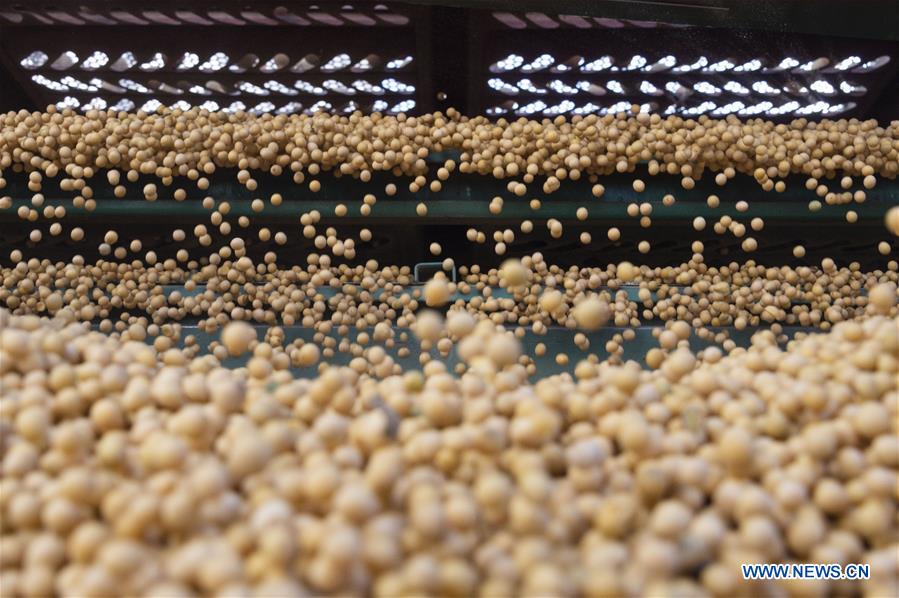 CHINA-HEILONGJIANG-HARBIN-AGRICULTURE-SOYBEAN-GRAIN PROCUREMENT (CN)