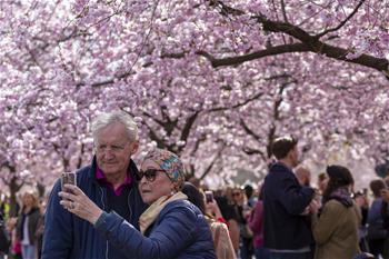 People enjoy cherry blossoms in central Stockholm, Sweden