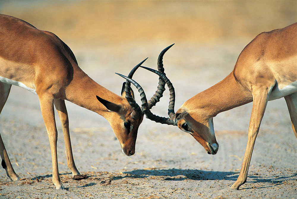 方正集團三高管接受調查 方正、政泉纏斗始末