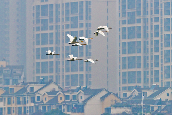 江西經(jīng)濟(jì)轉(zhuǎn)型求變：注入生態(tài)、創(chuàng)新、智能多重因子