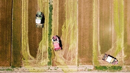 夏糧，穩(wěn)！