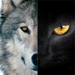 探針 | 2016：雙極，雙11