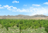 形成農(nóng)林牧、生態(tài)濕地等非主營(yíng)業(yè)務(wù)