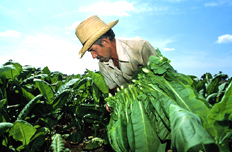 【5月8日】研究部署抓好當前農業(yè)生產(chǎn)等工作