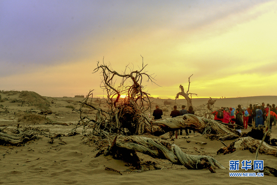 千年胡楊，不朽傳奇