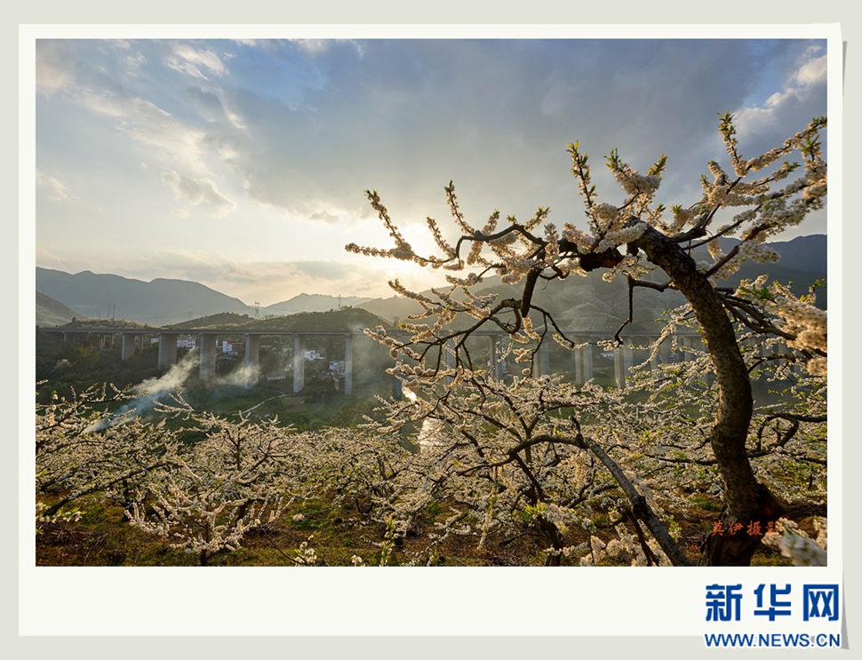 李花白，彩霞紅，春意濃