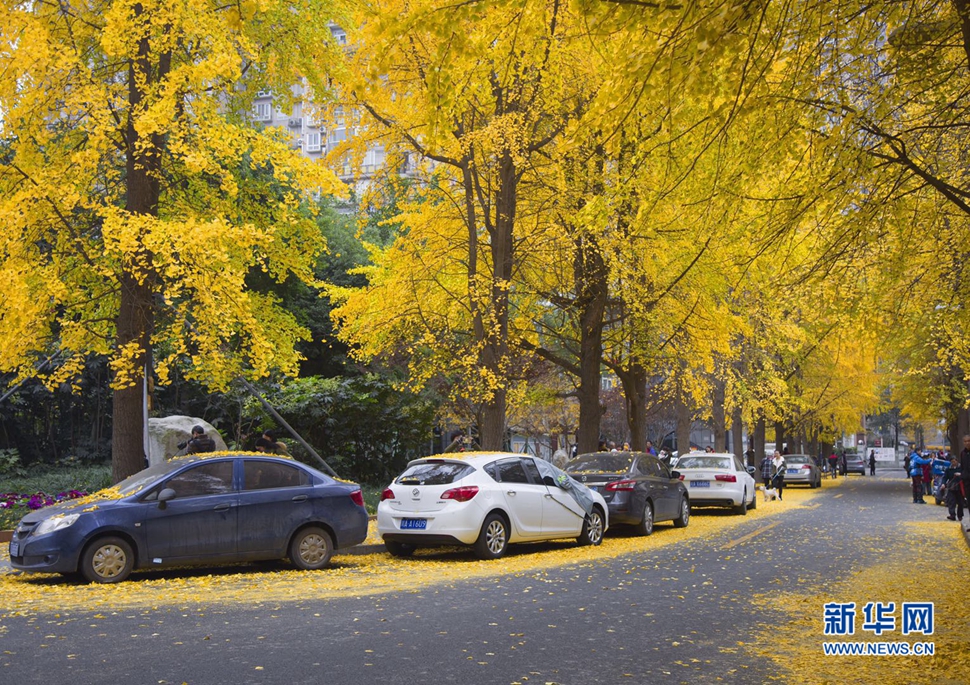 冬日暖陽，成都的銀杏已滿地