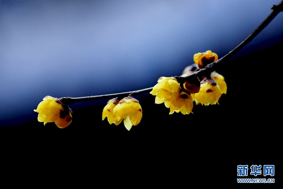 《大寒時節(jié)獨自香》