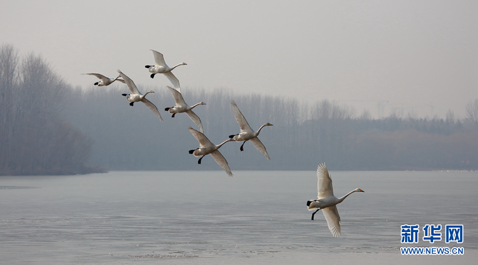 天鵝之鄉(xiāng)拍天鵝