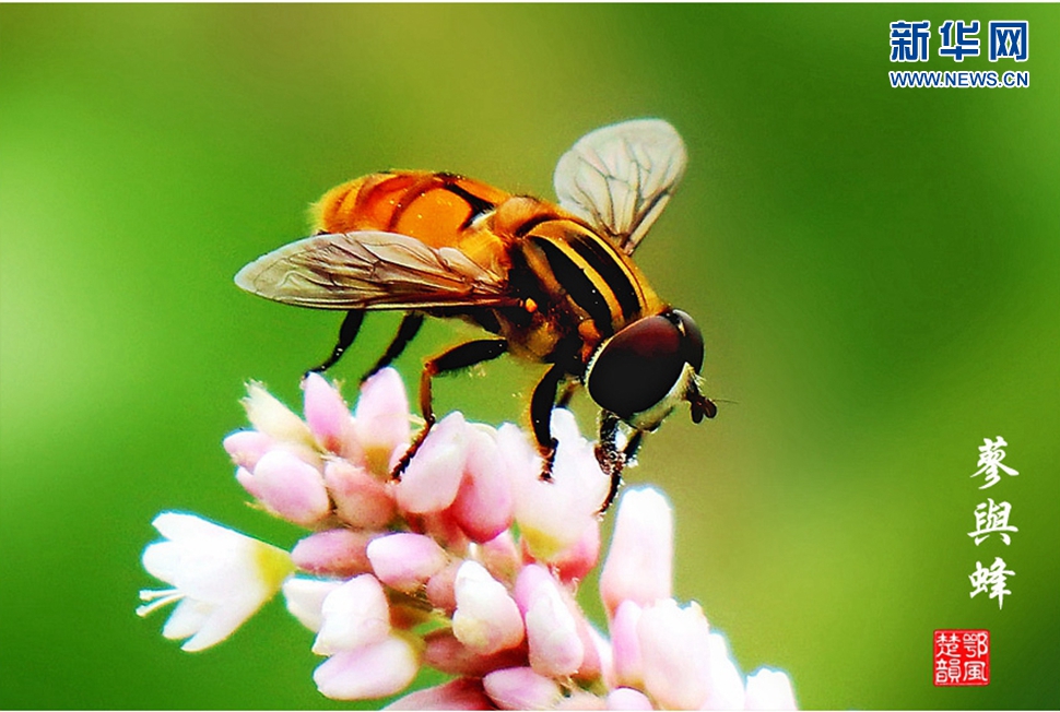 蓼與蜂、蜘蛛