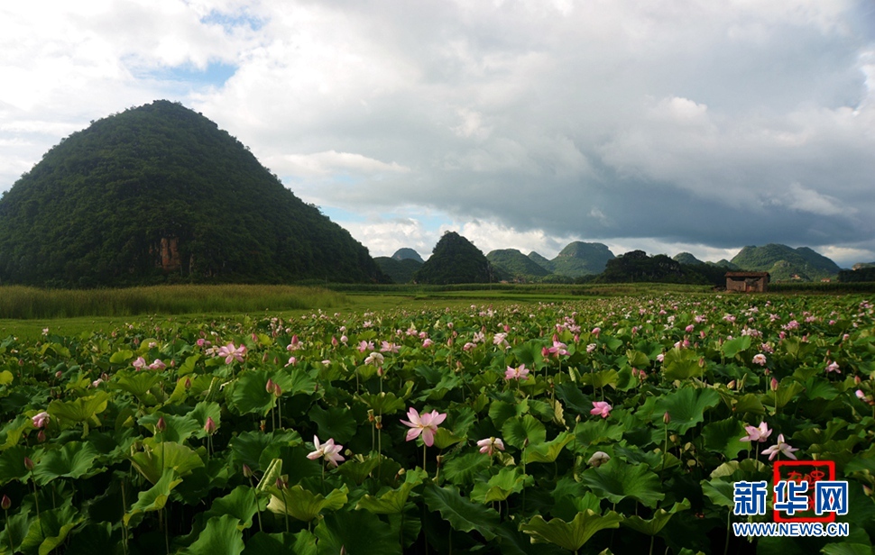 一生一世，萬畝荷花