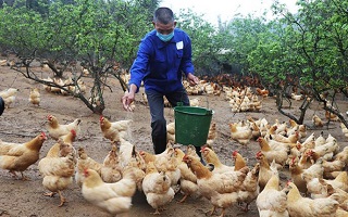雞&ldquo;急&rdquo;銷售　多方聯(lián)動(dòng)拓寬銷路