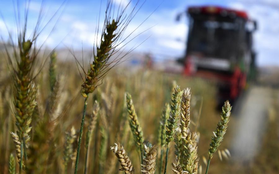 豐收的喜悅！看，各地秋收忙
