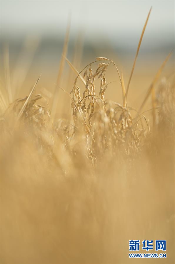 （經(jīng)濟(jì)）（12）吉林延邊：金秋十月 稻谷飄香