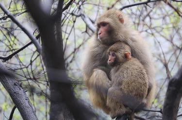大山小精靈&mdash;&mdash;太行獼猴