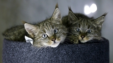 新華全媒+丨生態(tài)向好，&ldquo;高原喵星人&rdquo;萌態(tài)歸來