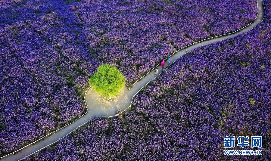 （十九大&middot;讀報(bào)告 話民生）（7）加快生態(tài)文明體制改革，建設(shè)美麗中國