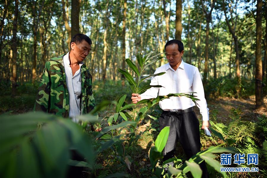 （十九大代表在基層&middot;圖文互動(dòng)）（3）羊風(fēng)極：帶領(lǐng)黎族群眾拓寬綠色小康路
