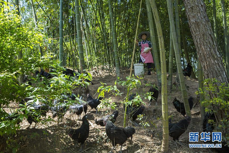 （新華全媒頭條&middot;圖文互動）（2）赤水：別了，貧困！