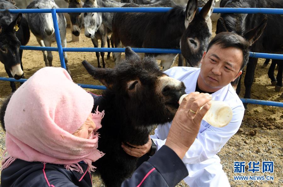 (圖片故事)(1)大學(xué)生改行創(chuàng)業(yè) 返鄉(xiāng)養(yǎng)驢