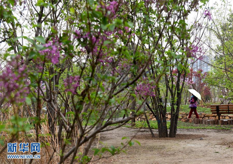 (在習(xí)近平新時代中國特色社會主義思想指引下——新時代新氣象新作為·新華全媒頭條·圖文互動)(4)最濃是這中國紅——北京市西城區(qū)弘揚紅墻意識深化改革發(fā)展紀實