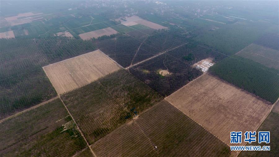 （在習(xí)近平新時(shí)代中國(guó)特色社會(huì)主義思想指引下&mdash;&mdash;新時(shí)代新氣象新作為&middot;圖文互動(dòng)）（3）河南民權(quán)：三代造林人接力68年播綠黃河故道