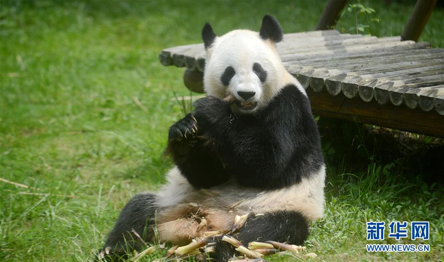 #（社會(huì)）（3）大熊貓&ldquo;瑛美&rdquo;告別揚(yáng)州回家鄉(xiāng)四川