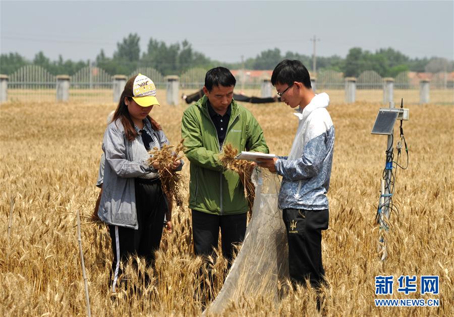 （經(jīng)濟）（5）把脈&ldquo;渤海糧倉&rdquo;促增產(chǎn)