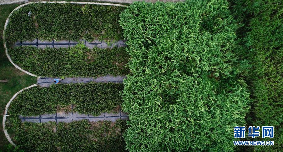 （在習近平新時代中國特色社會主義思想指引下&mdash;&mdash;新時代新作為新篇章&middot;圖文互動）（3）稀奇！治污濕地成了休閑公園&mdash;&mdash;江蘇蘇州全域推進農(nóng)村生活污水治理