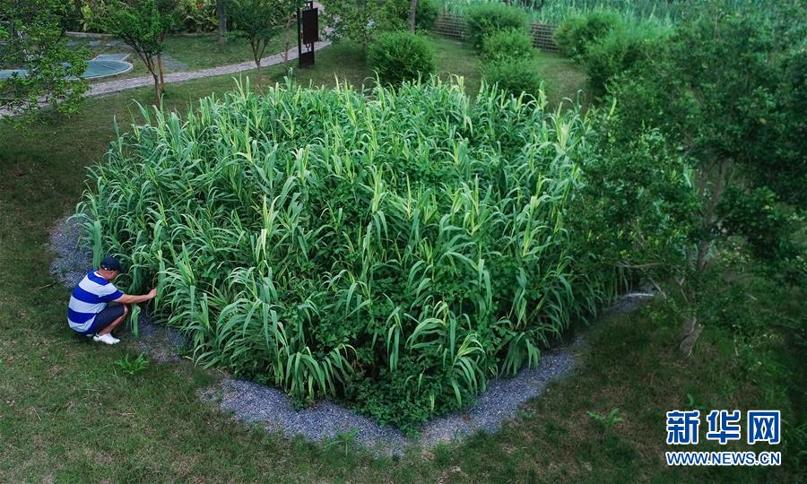 （在習近平新時代中國特色社會主義思想指引下&mdash;&mdash;新時代新作為新篇章&middot;圖文互動）（4）稀奇！治污濕地成了休閑公園&mdash;&mdash;江蘇蘇州全域推進農(nóng)村生活污水治理