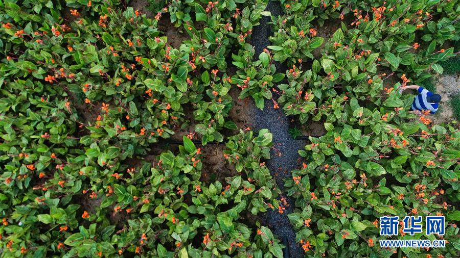 （在習近平新時代中國特色社會主義思想指引下&mdash;&mdash;新時代新作為新篇章&middot;圖文互動）（5）稀奇！治污濕地成了休閑公園&mdash;&mdash;江蘇蘇州全域推進農(nóng)村生活污水治理