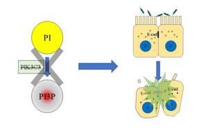 PI3P缺失導(dǎo)致上皮細胞連接破壞，最終招募中性粒細胞，發(fā)生急性炎癥