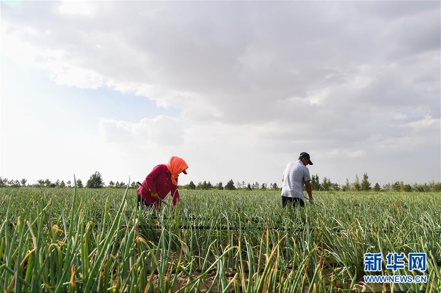 （新華全媒頭條&middot;在習(xí)近平新時代中國特色社會主義思想指引下&mdash;&mdash;新時代新作為新篇章&middot;圖文互動）（3）綠富同興畫卷在沙海中鋪展&mdash;&mdash;庫布其沙漠生態(tài)治理紀(jì)實