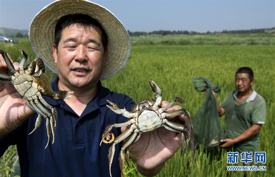 （壯闊東方潮 奮進(jìn)新時代&mdash;&mdash;慶祝改革開放40年）（5）感受&ldquo;毛烏素&rdquo;的生機