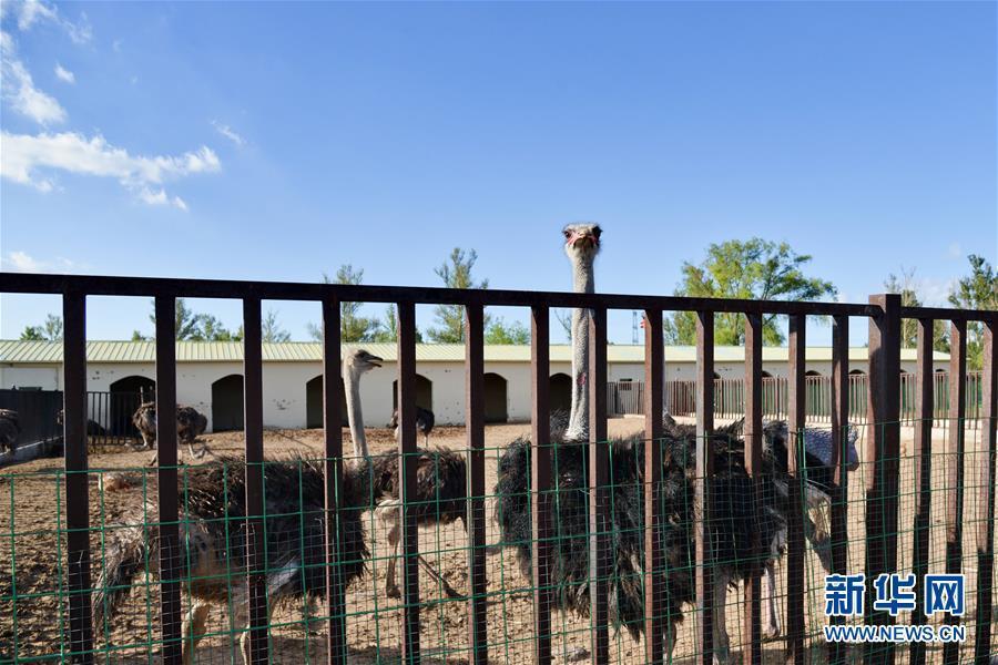 （在習(xí)近平新時(shí)代中國特色社會(huì)主義思想指引下&mdash;&mdash;新時(shí)代新作為新篇章&middot;圖文互動(dòng)）（1）庫布其競相演繹&ldquo;點(diǎn)沙成金&rdquo;傳奇