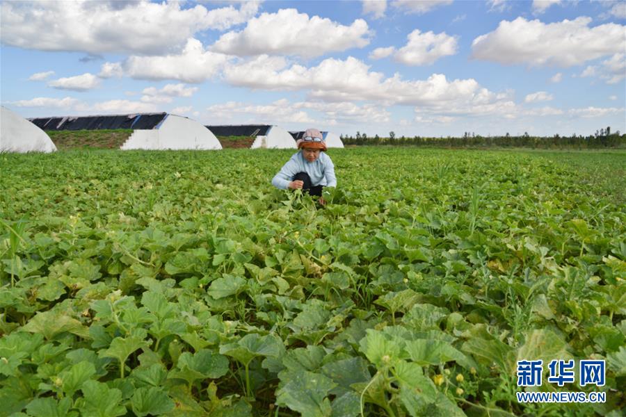 （在習(xí)近平新時(shí)代中國特色社會(huì)主義思想指引下&mdash;&mdash;新時(shí)代新作為新篇章&middot;圖文互動(dòng)）（4）庫布其競相演繹&ldquo;點(diǎn)沙成金&rdquo;傳奇