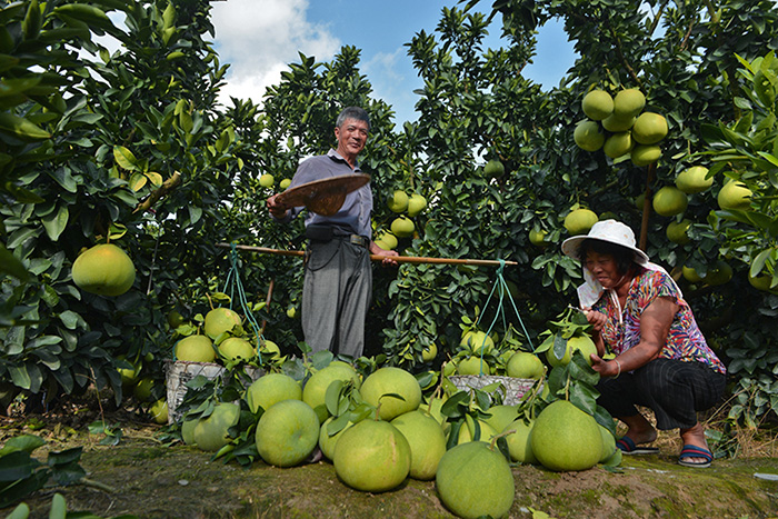 秋收的中國(guó)，你想象不到的美！但更美的是&hellip;&hellip;