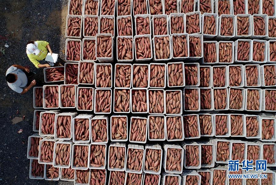 （新華全媒頭條&middot;聚焦鄉(xiāng)村振興戰(zhàn)略規(guī)劃&middot;圖文互動）（11）推進(jìn)鄉(xiāng)村振興的行動指南&mdash;&mdash;解讀鄉(xiāng)村振興戰(zhàn)略首個五年規(guī)劃亮點