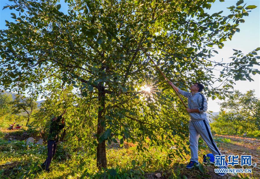 (在習(xí)近平新時代中國特色社會主義思想指引下——新時代新作為新篇章·鄉(xiāng)村振興戰(zhàn)略·圖文互動)(1)“小山貨”成為“黃金果”——河北涉縣山核桃“抱團(tuán)發(fā)展”贏市場