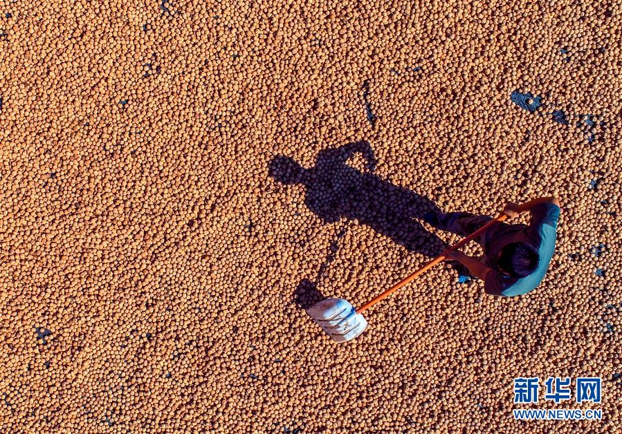 (在習(xí)近平新時代中國特色社會主義思想指引下——新時代新作為新篇章·鄉(xiāng)村振興戰(zhàn)略·圖文互動)(2)“小山貨”成為“黃金果”——河北涉縣山核桃“抱團(tuán)發(fā)展”贏市場