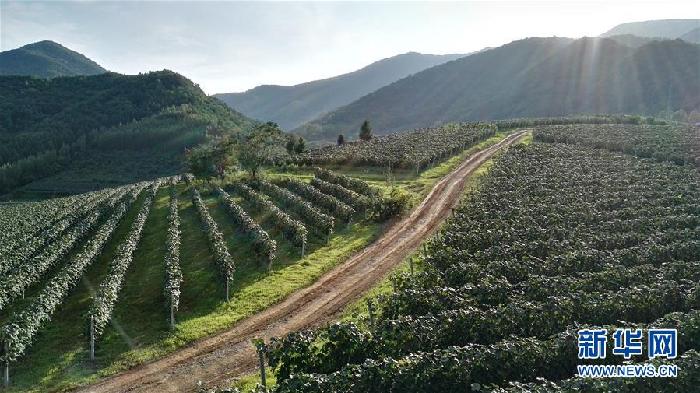 （百城百縣百企調研行&middot;圖文互動）（7）吉林集安：邊陲&ldquo;綠色明珠&rdquo;為何如此閃亮？