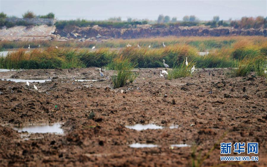 （新華視點(diǎn)&middot;圖文互動(dòng)）（3）福建10名黨員干部被問(wèn)責(zé)的背后：7部門(mén)十余次執(zhí)法未能有效制止泉州灣濕地圍墾行為